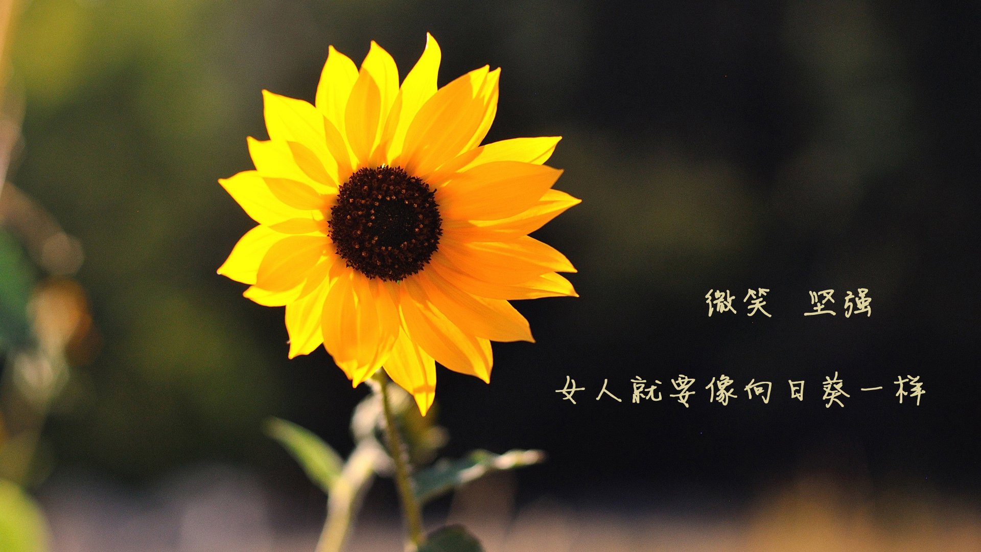 _运动员反兴奋剂教育:维护运动纯洁性_,运动员反兴奋剂标语