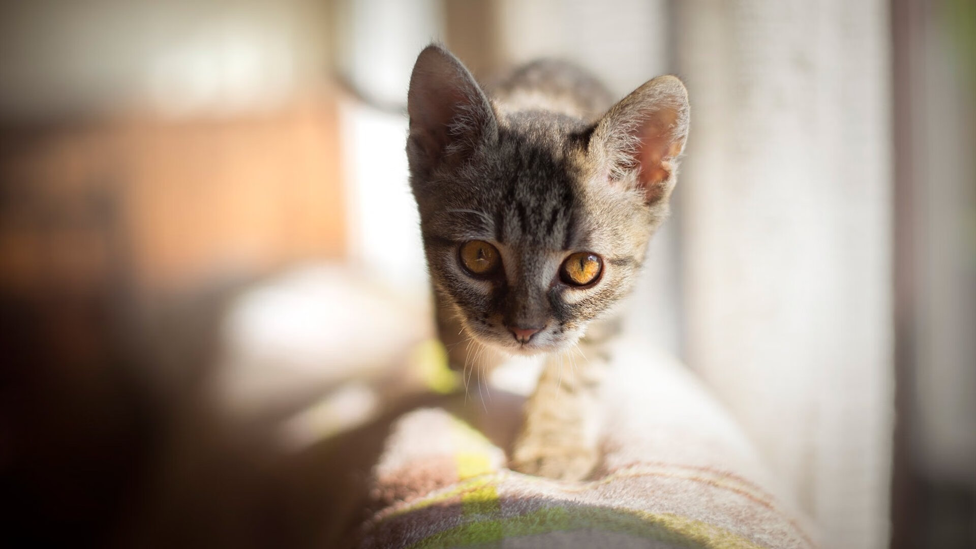 中国象棋协会与韩国象棋协会签署合作协议,中国象棋协会与韩国象棋协会签署合作协议