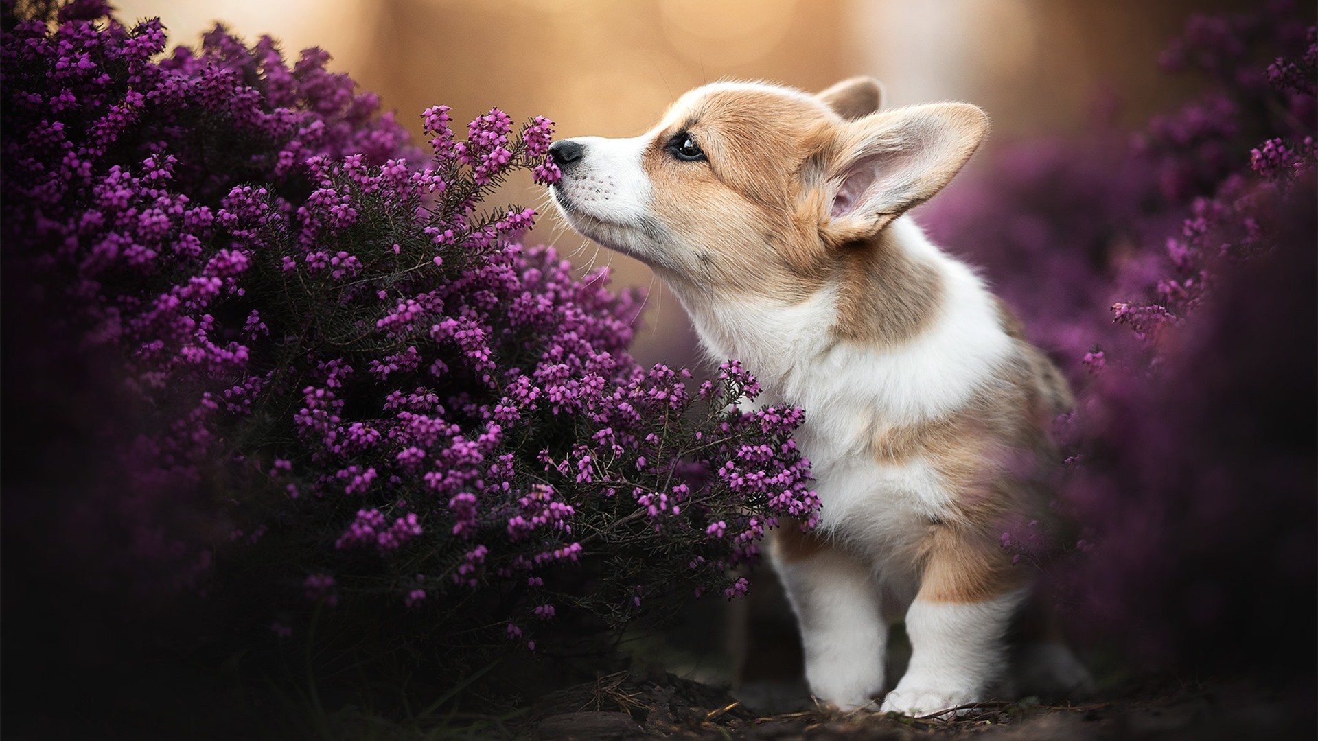 中国象棋协会发布象棋职业棋手培养计划,象棋职业棋手训练