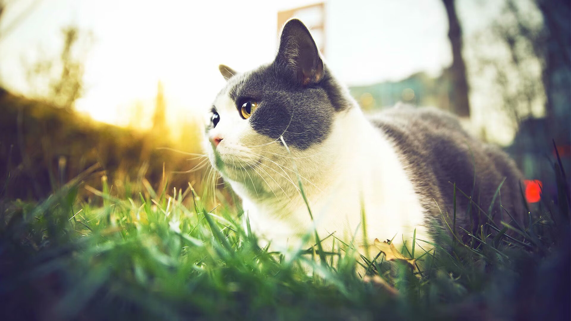 体育科技创新助力中国篮球“智慧”发展新阶段，体育产业科技创新