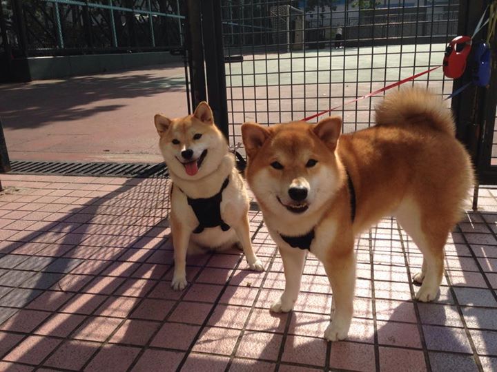 本赛季欧冠最具争议的判罚解析,2021赛季欧冠规则