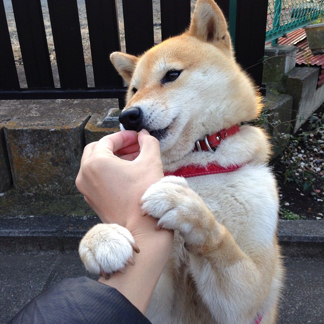 火箭队年青球员迎来大爆发，球队士气振奋，火箭队球队人员名单