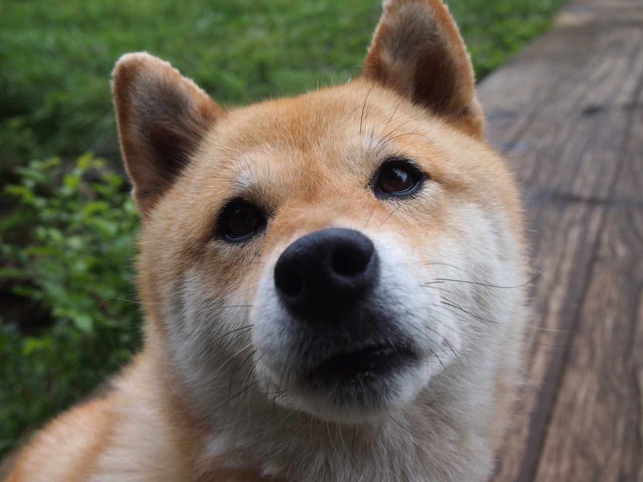 灰熊教练入选年度最佳教练候选,年轻团队大放异彩,nba灰熊教练