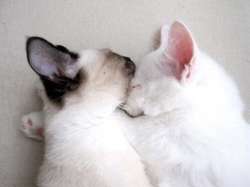 超级杯比赛在广州圆满落幕，超级杯比赛地点