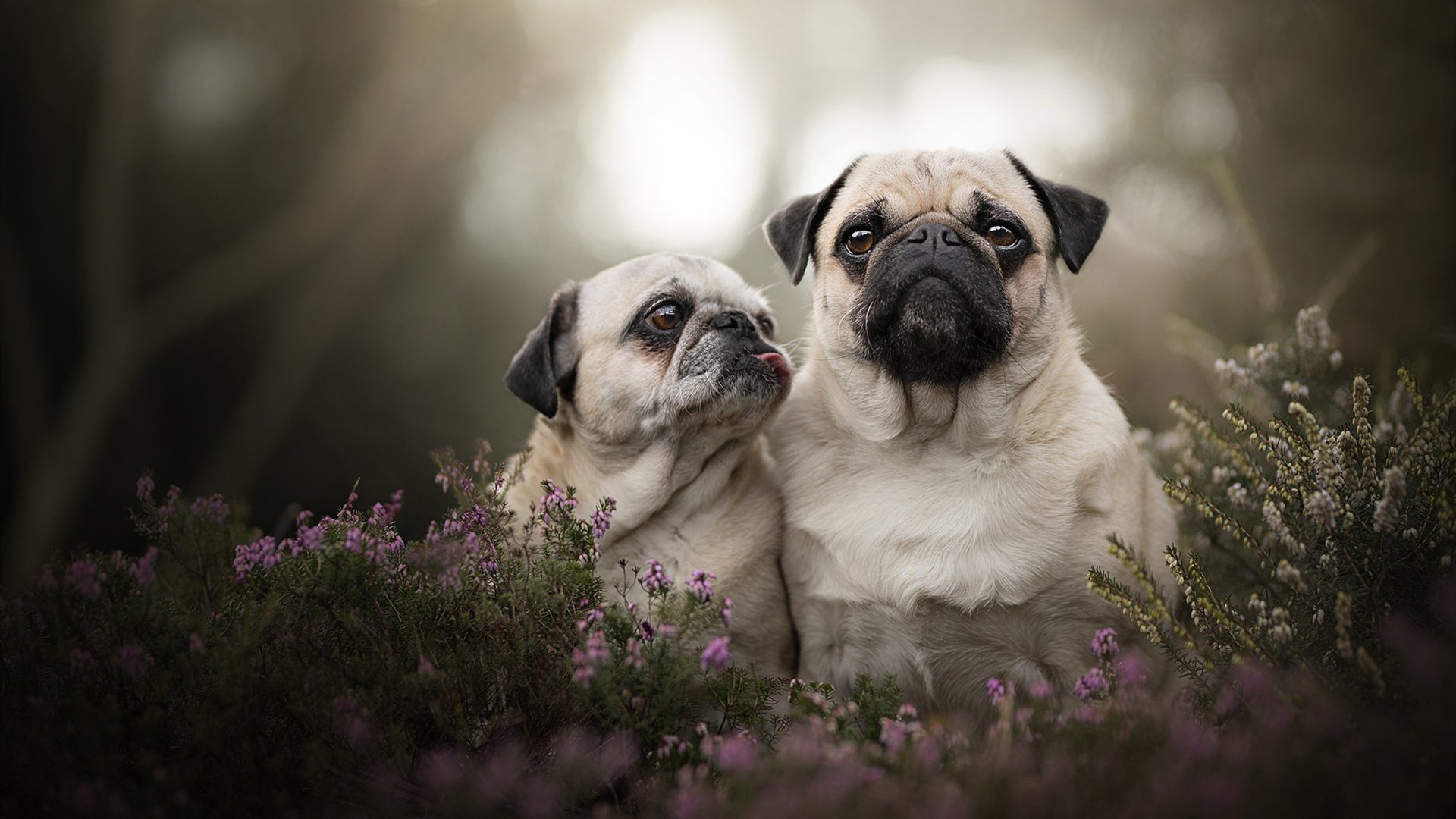 Cloud9赛季状态回暖，第九赛季更新