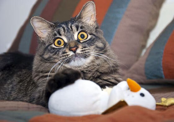 Cloud9遭遇世界赛淘汰遗憾出局,cloud9冠军