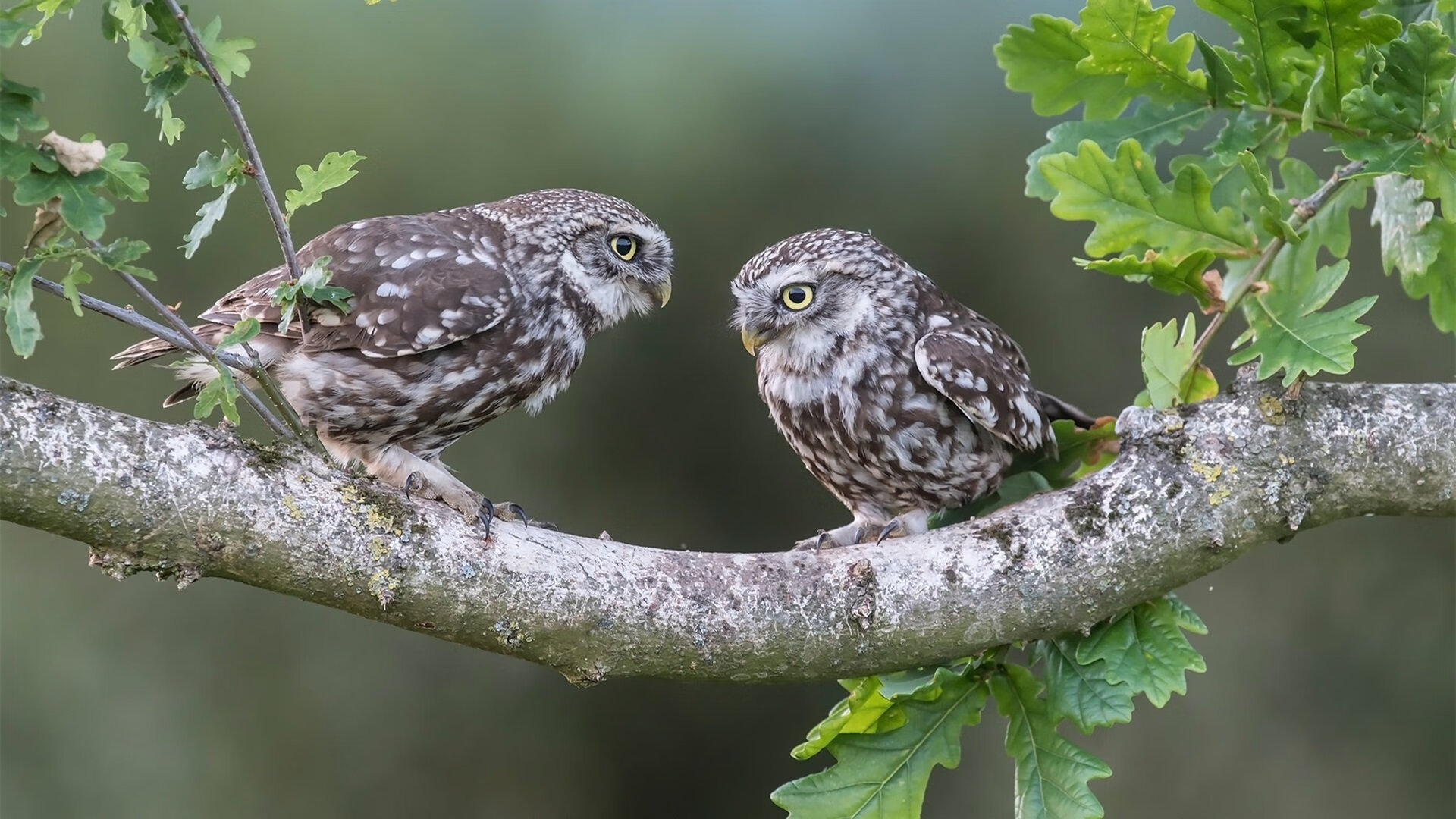 利物浦客场取胜南安普顿,稳固联赛头名位置,利物浦对南安普顿视频直播