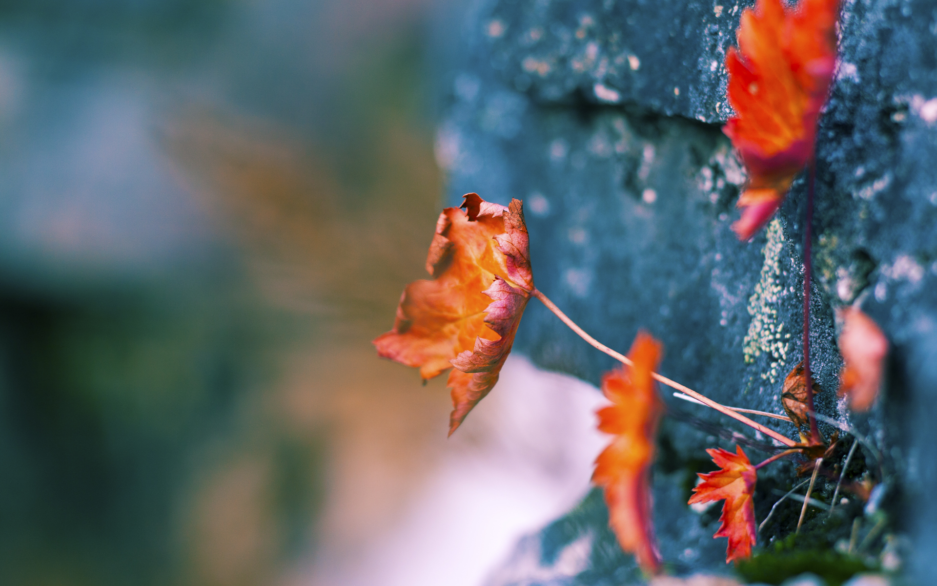 塞尔维亚对决阿尔巴尼亚,欧洲杯资格生存考验,塞尔维亚和阿尔巴尼亚足球