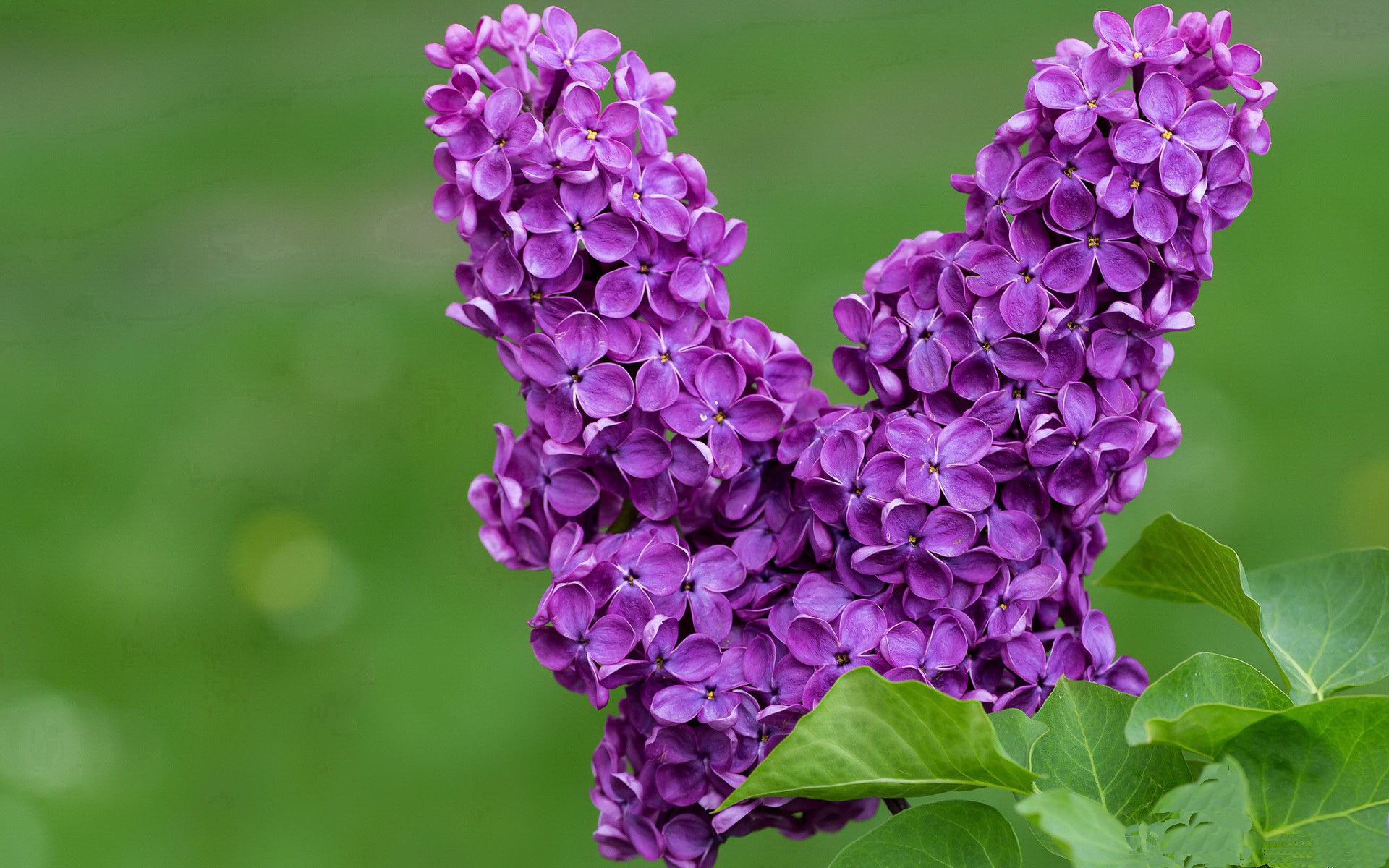 独行侠集体爆发斩获雷霆,唐西奇快速推进全能表现,独行侠唐托