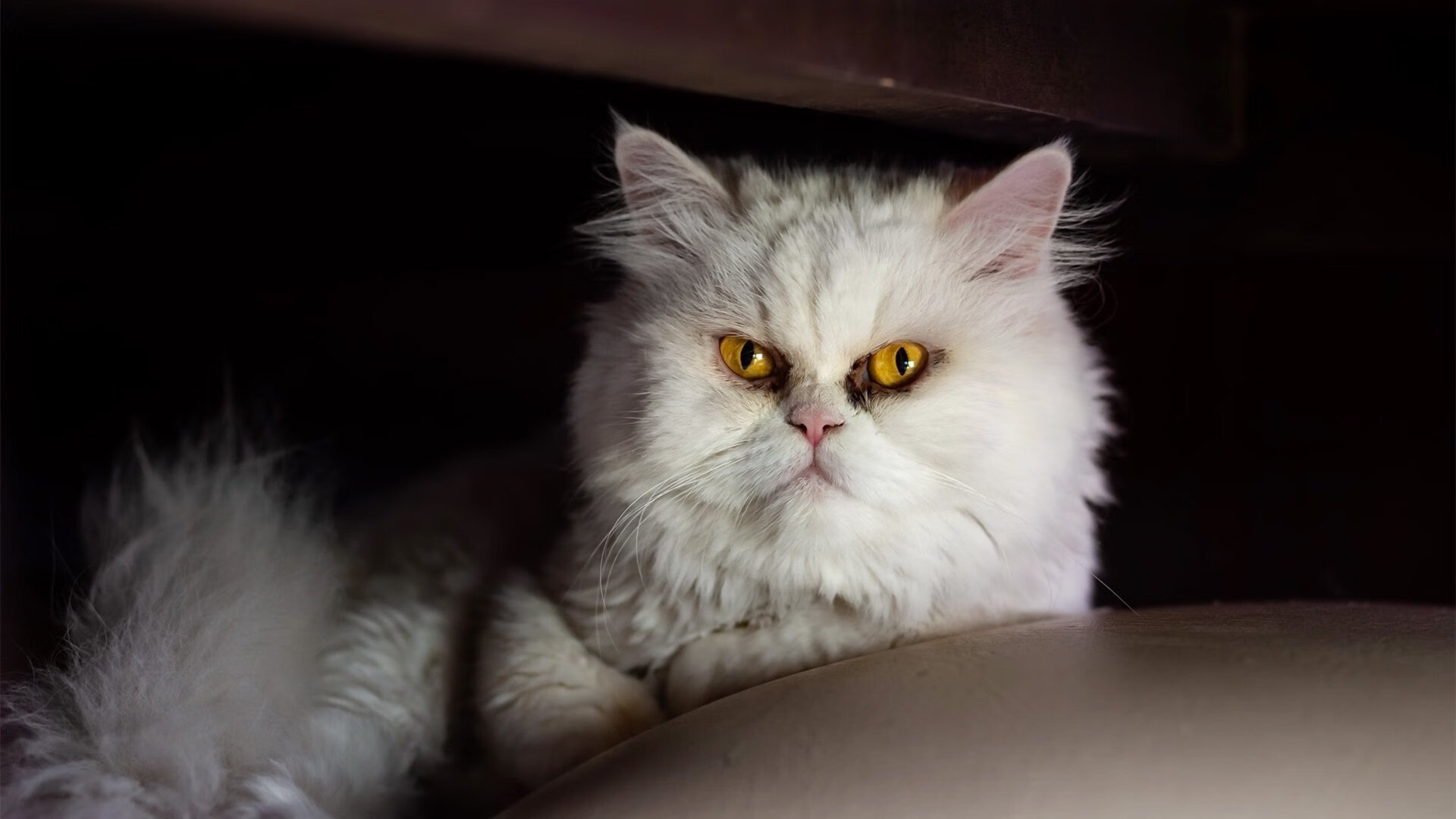 阿尔阿赫利战术调整见成效，阿尔阿赫利足球俱乐部