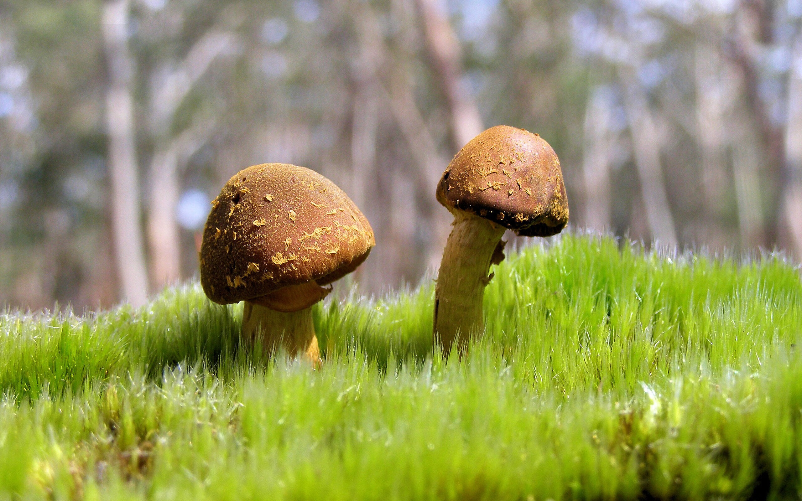 英超球员回归老东家效应与适应性研究，英超球迷回归