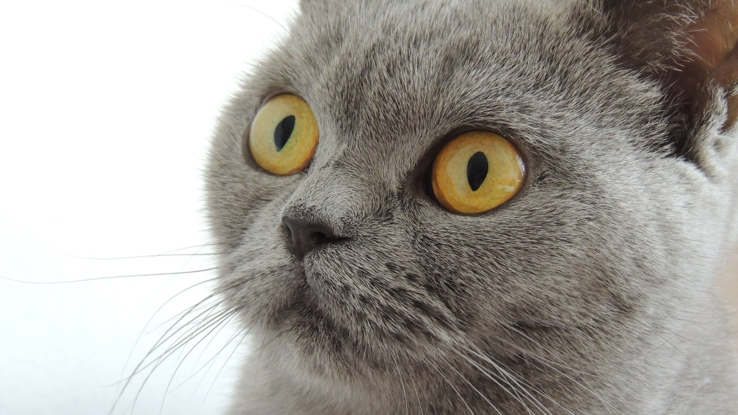 乒乓世界杯赛制大调整:2024混合团体赛制细节,乒乓世界杯团体赛出场顺序