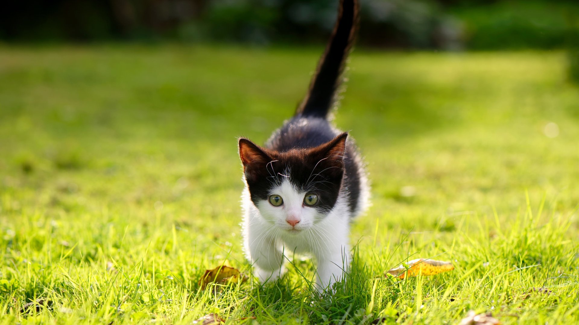 埃及队未来发展：全球化发展，拓宽国际赛场，埃及队的比赛