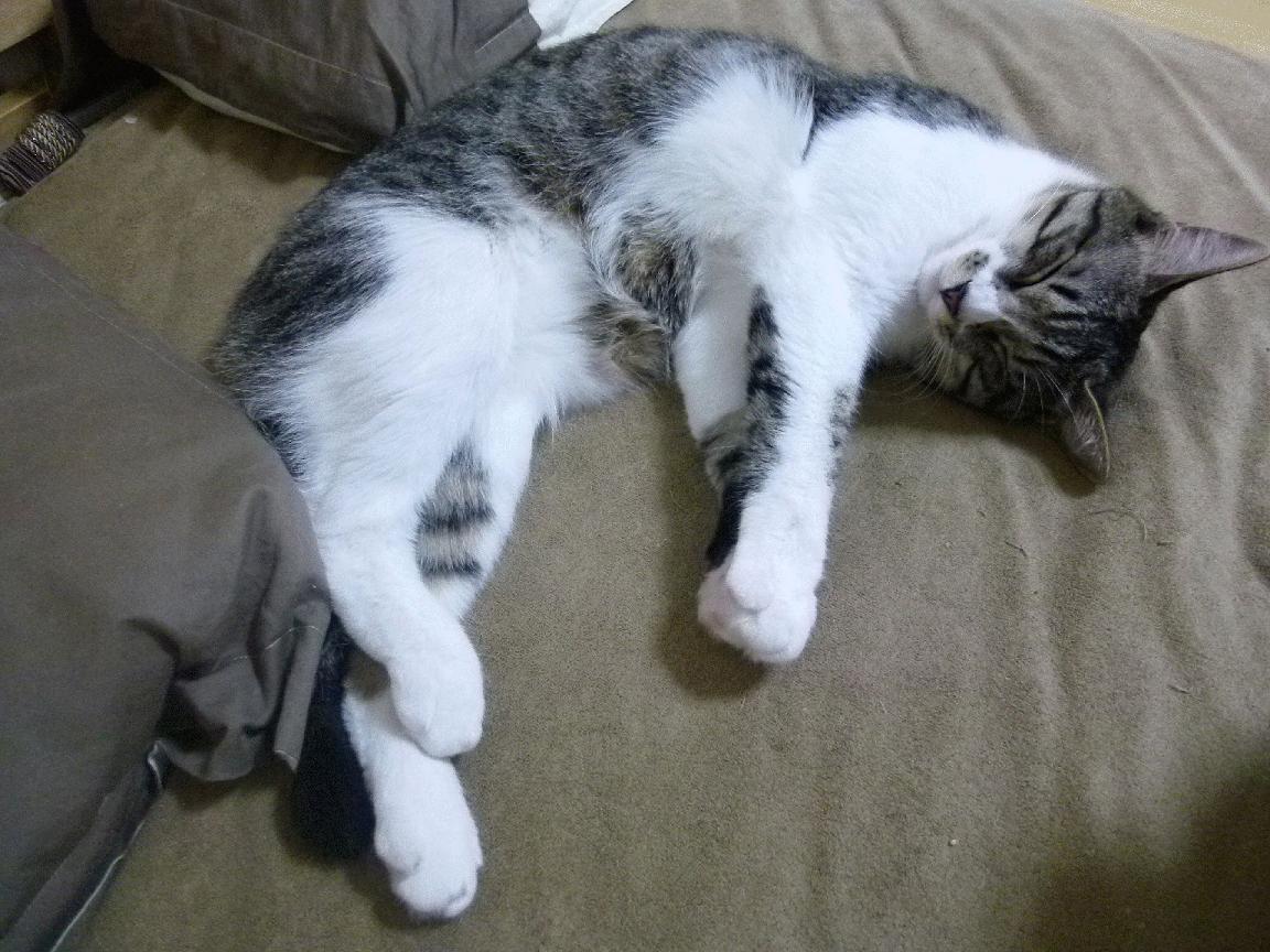 皇家贝蒂斯反击节奏明快造成混乱，皇家贝蒂斯首发