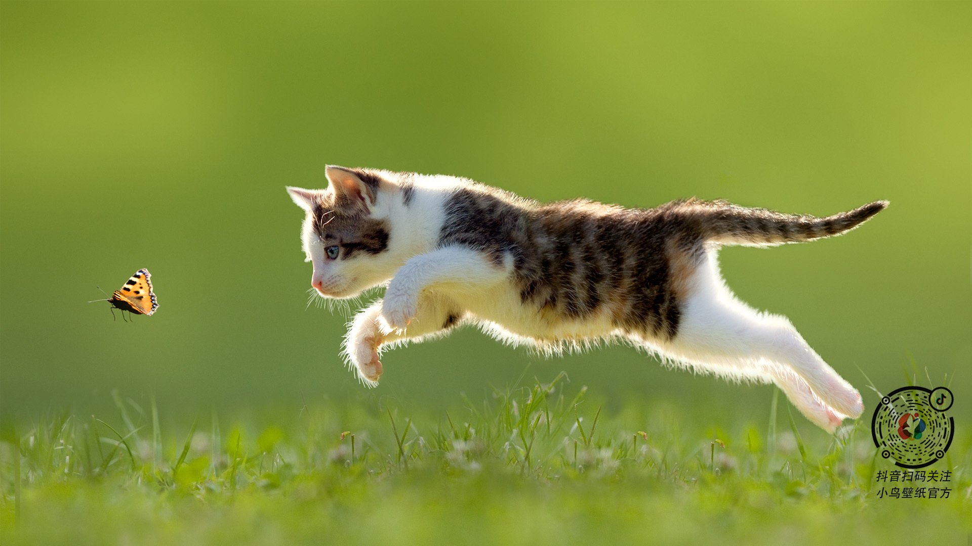 南美解放者杯决赛上演进球大战,南美解放者杯是什么比赛