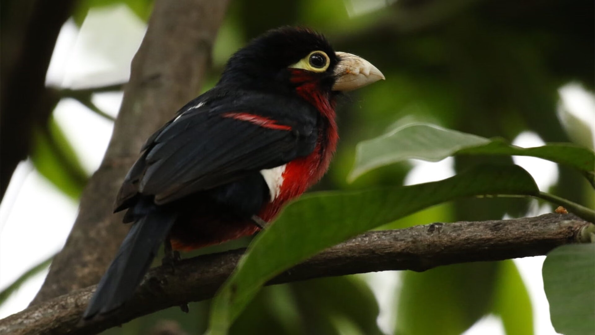 法甲战火重燃：锋线球星连续火力全开，法国锋线到底有多豪华